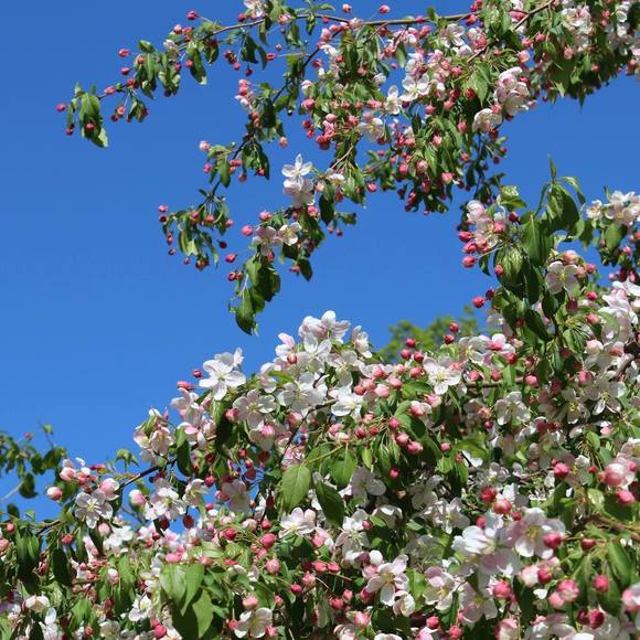 Meet your Posher, Anne - Picture 1 of 1